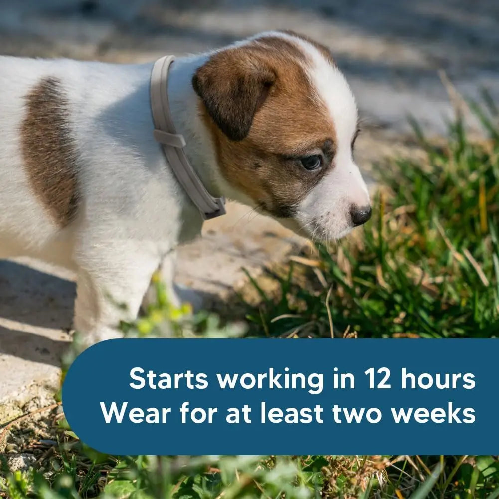 Effective Flea and Tick Premium Collar for Small Dogs